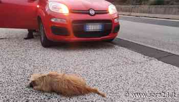 Cucciolo investito sulla Sora-Ferentino: il dolore dei soccorritori - Sora24