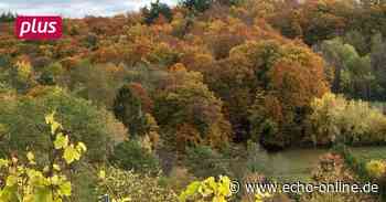 Keine Entwarnung trotz Regens für den Wald in Heppenheim - Echo Online