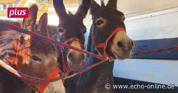 Esel aus Heppenheim haben ein neues Zuhause - Echo Online