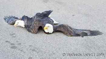 Tangled eagles set free in Plymouth