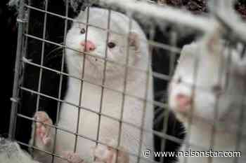 BC plans to phase out mink farming industry by 2025 – Nelson Star - Nelson Star