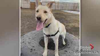 AARCS shares details about annual Christmas wreath fundraiser