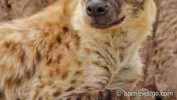 Denver Zoo reports world's first coronavirus cases in hyenas