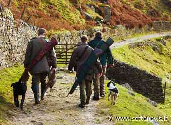 Potrebbe non volare mai più il gufo colpito all'ala da cacciatori incauti - Settenews