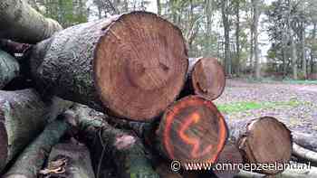 Zieke essen in natuurgebied bij Smerdiek gaan tegen de vlakte - Omroep Zeeland