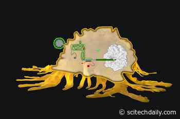 Engineering a New Toehold for RNA Therapeutics, Cell Therapies, and Diagnostics