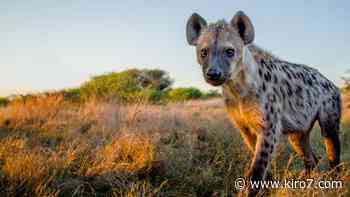 Coronavirus: Denver Zoo reports world’s first confirmed COVID-19 cases in hyenas - KIRO Seattle