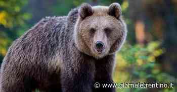 Catturato e radiocollarato l'orso "trentino" di Marlengo - Trentino