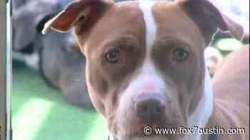 Austin Animal Services Office launches public dashboard - FOX 7 Austin