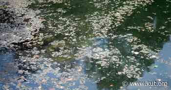 Austin says level of blue-green algae in Barton Creek is safe now for swimmers — but not for dogs - KUT