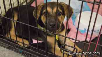 Long-distance strays may be headed to Austin - Axios