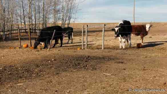 'Animals really love them': Local sanctuary repurposes Halloween pumpkins