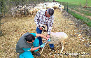 La Comisión Europea modifica las zonas españolas libres de varias enfermedades ganaderas - Agrodiario