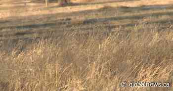 ‘Worst time of the year’ for wildfire risk in Lethbridge County - Global News