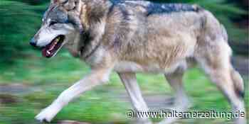 Pony gerissen: Ministerium lässt Wolf-Abschuss prüfen | Raesfeld - Halterner Zeitung