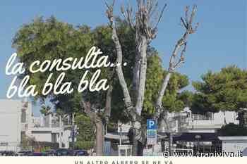 Consulta ambientale, le organizzazioni coinvolte: «In sei mesi tante richieste senza nessun esito» - TraniViva