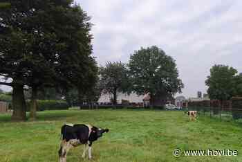 3950 De Podcast over het landbouwleven - Het Belang van Limburg