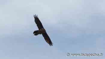 Arras-en-Lavedan. Les vautours des Pyrénées : entre mythes et réalités - ladepeche.fr