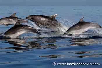 Expedia bans holidays to see captive dolphins and whales - Barrhead News