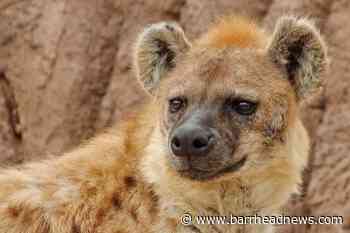 Two hyenas test positive for coronavirus at Denver Zoo - Barrhead News