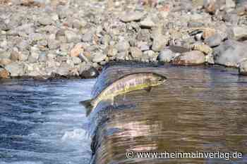 Wehrsenkungen für die Fischwanderung in der Nidda - Rhein Main Verlag