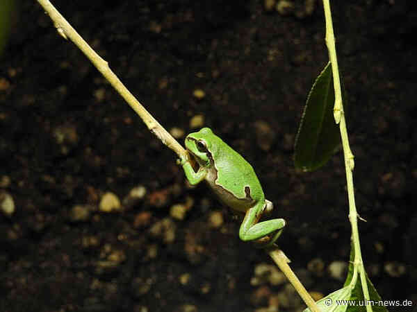 Einer wie keiner: Wie kommt der Laubfrosch auf den Baum?