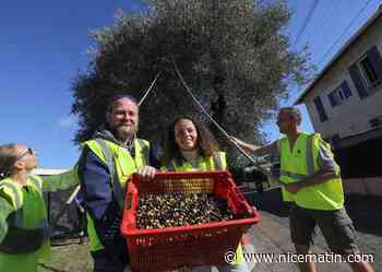 À Villeneuve-Loubet, la quatrième édition de l’Olivade pour le millésime 2021 d'huile d’olive locale