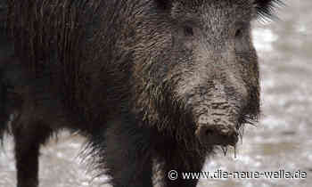 Angefahrenes Wildschwein irrt durch Bruchsal - die neue welle - die neue welle