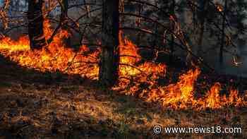 India Can Leverage its Forest Cover to Boost Climate Action, Support Global Mitigation Efforts - News18