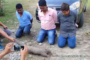 Assam: Forest Department Bust Pangolin Smugglers In Major Sting Operation - Guwahati Plus