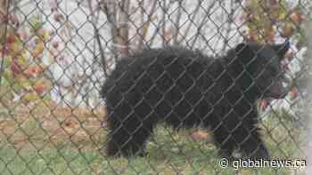 Concern over fate of orphaned bear cub near Kamloops | Watch News Videos Online - Globalnews.ca