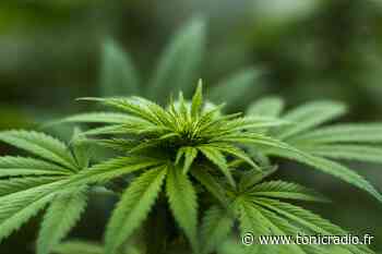 Gignac-la-Nerthe : 20 pieds de cannabis saisis lors d'un contrôle routier - Tonic Radio