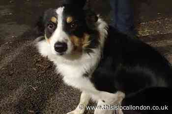 Bexley dog rescued under car hiding from fireworks