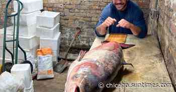 Jarrett Knize caught the apparent Illinois-record bighead carp Saturday afternoon from the Humboldt Park lago… - Chicago Sun-Times