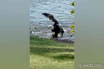 Watch a Midwestern Bald Eagle Haul In a Huge Carp - wkdq.com