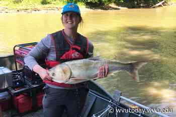 WVU Today | WVU researchers explore invasive carp control methods - WVU Today