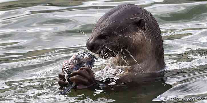 A California aquarium vaccinated 8 sea otters against COVID-19 because they might be susceptible to the virus