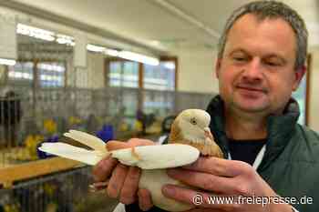 Federvieh zeigt sich zwei Mal in Bestform - Freie Presse