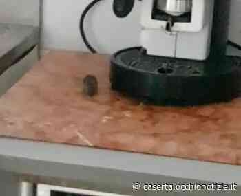 Capua, topi girano indisturbati per le stanze del Sert - L'Occhio di Caserta