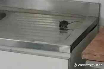 LE FOTO. INCREDIBILE A CAPUA. Topi indisturbati in giro per il Sert - CasertaCE