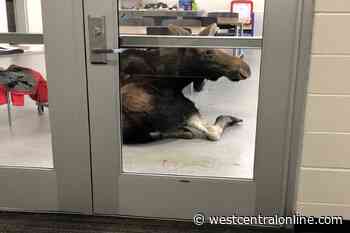 Moose Looks for Education in a Saskatoon School - WestCentralOnline.com