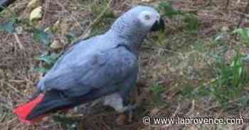 Carry-le-Rouet - Avis de recherche : "Copain", un perroquet "gris du Gabon", a disparu - La Provence