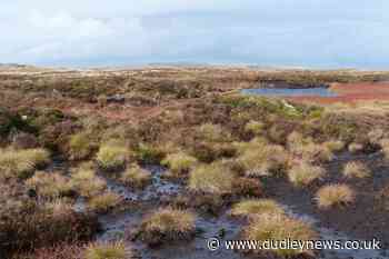 National Trust calls for ban on products containing peat - Dudley News