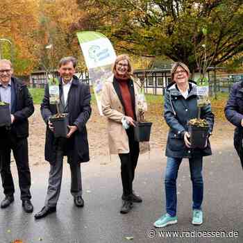 Besondere Bäume in Essen finden neues Zuhause - Radio Essen