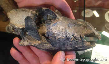 Evidence Shows Humans May Have Introduced Now-Extinct Wolf to the Falkland Islands