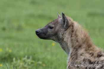 First hyenas test positive for coronavirus at Denver zoo - SILive.com