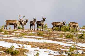 Backcountry access off limits to protect Jasper's vulnerable caribou - St. Albert Today