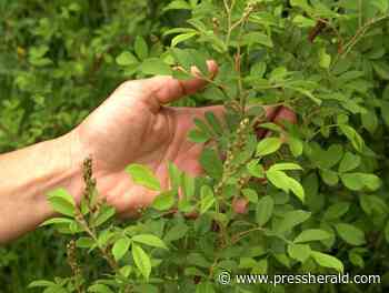 Maine Gardener: Tackle invasive plants now, as they are easy to spot - pressherald.com