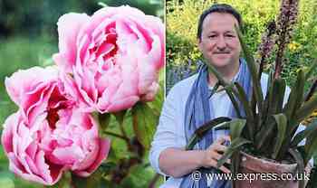 BBC gardener Mark Lane details big mistake to avoid - get ‘more and bigger flowers’ - Express
