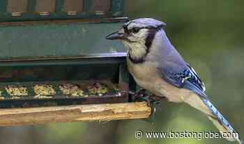 Ask the Gardener: My thoughts on feeding the birds, but not the deer - The Boston Globe